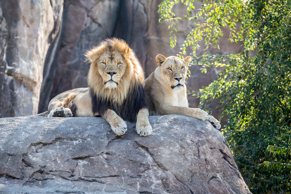 lions on a rock